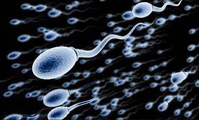 What are the benefits of sperm in a female body