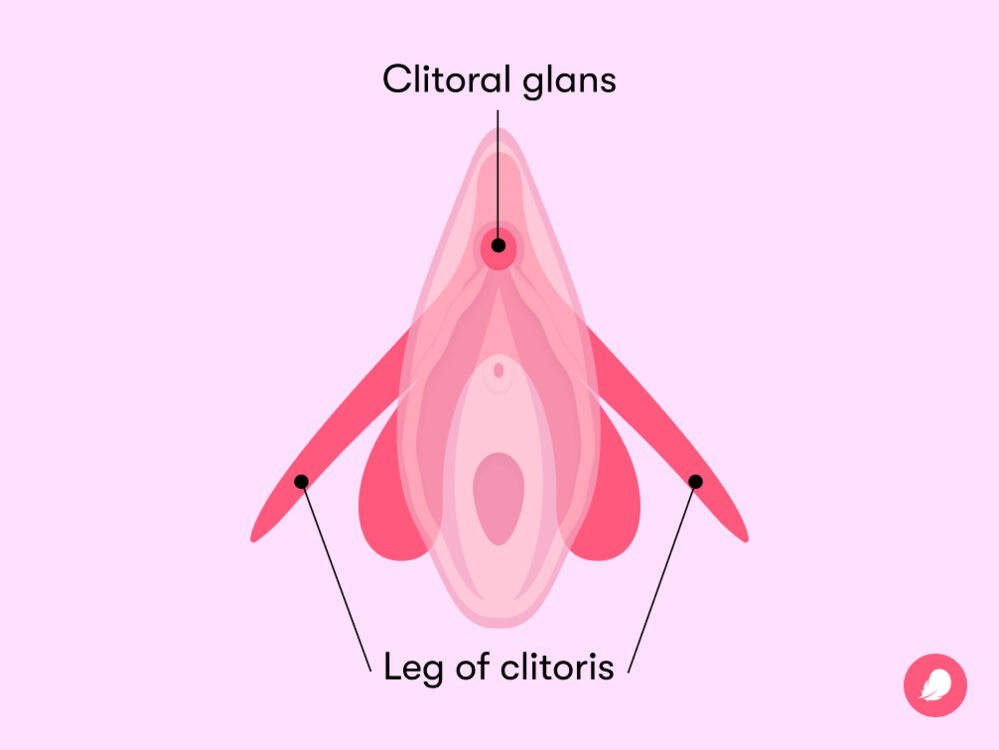 What is the Clitoris and How to Find It